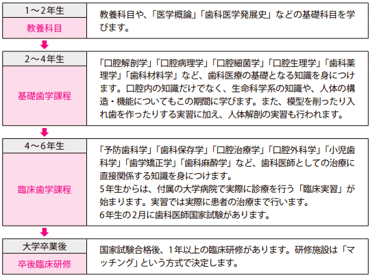 歯学科の6年間